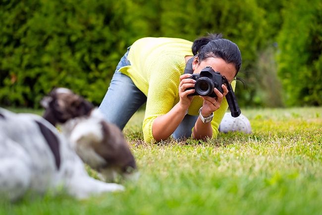 dog pet photography