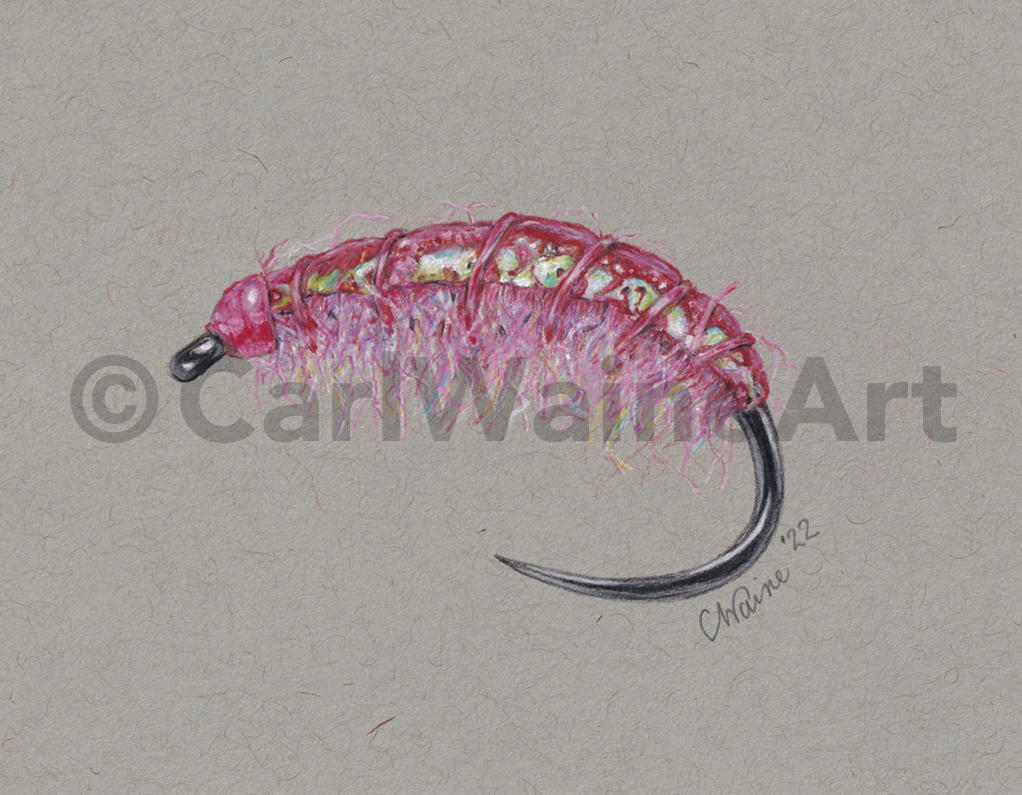 Pink Shrimp