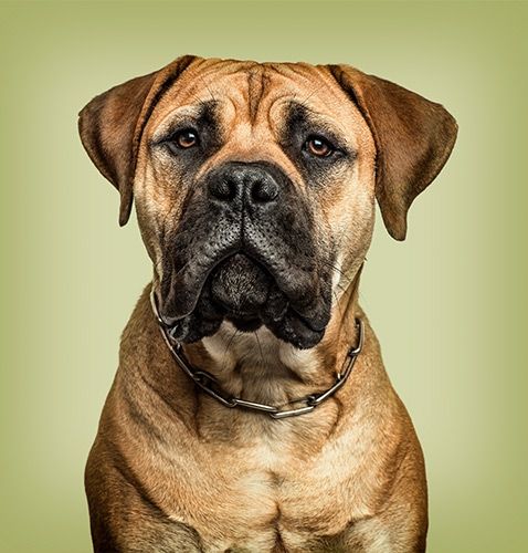 Boxerhund-Haustierfotografie